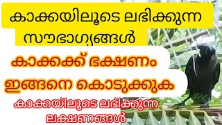 കാക്ക വീട്ടിൽവന്ന് ഈ ലക്ഷണങ്ങൾ കാണിക്കാറുണ്ടോ?കാക്കയിലൂടെ ലഭിക്കുന്ന സൗഭാഗ്യങ്ങൾഅറിയാം @Rukku'sWorld