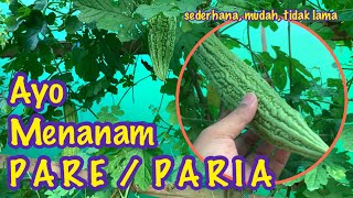 Menanam Buah Pare untuk Skala Rumahan #Berkebun #CepatdanMudah #Sayuran #Buah