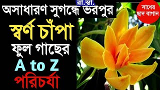 স্বর্ণ চাঁপা ফুলের A to Z পরিচর্যা ও সারা বছর গাছ ভালো রাখার শর্টকাট টিপস্। Care of Magnolia flower.