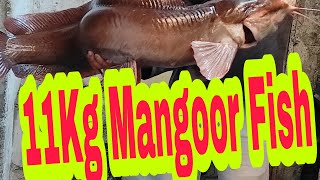 11Kg Indian Catfish Mangoor Fish Mangoora Fish Fishing  #Fishing  #Trending