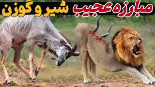 نبرد نابرابر پادشاه جنگل و گوزن تیزبین | جنگ بین قدرت و سرعت | مستند حیات وحش