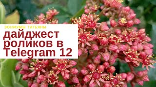 Эониумы Татьяны: дайджест роликов в Телеграм