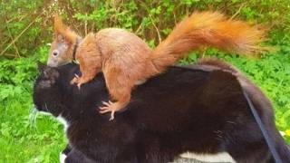 Eine Katze adoptiert ein Eichhörnchen Baby, das von einem Baum gefallen ist! Sie sind unzertrennlich