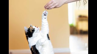 understanding caring for and training your cat - how to understand your cat better 6