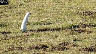 ARMIÑO CAZANDO