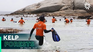 The Ocean Race goes snorkelling in the kelp forests of False Bay, Cape Town