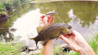 TOPWATER POPPER CREEK SMALLMOUTH Are An EASY CATCH