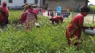 Mangrove Nursery at Hingalgunj by Mukti