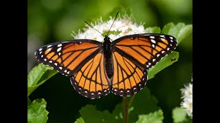 L'interprétation du rêve ( papillon 🦋)  Kervens Sanon.