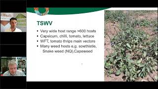 AWM webinar mini series: In control – managing capsicum viruses for profitable vegetable production