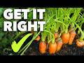 Carrot Growing Masterclass: Perfect Carrots Every Time