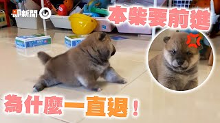 小柴犬剛出生25天！屁顛學走路...結果想前進卻倒退嚕🤣🤣｜氣噗噗｜學步｜精選影片