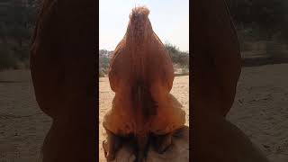 Camel of ther desert#animals #video #viral