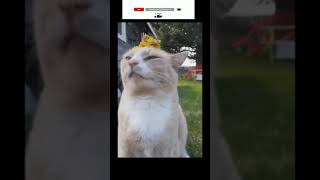Funny cat | cute cats and dogs reaction animals doing funny things #funnycats #shorts #cats #070