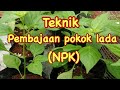 Part 5 - aktiviti di kampung ( Teknik pembajaan pokok lada)