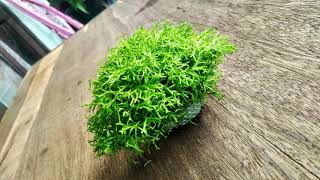 Nano Aquascape full Riccia Fluitans (Floating Plants)