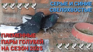 🕊🕊🕊 Племенные пары сезона 2025г. Серые и синие свелохвостые. Николаевские голуби. Nikolaev pigeons.