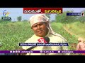 millet cultivation falls drastically this year in palamuru cultivation of millet fell by half in palamuru