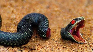 Top 10 Animals that Can Live After Death