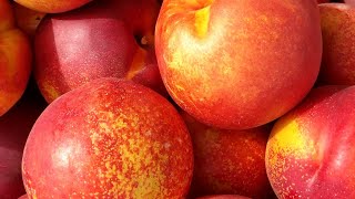 Нектарин Старк Сангло. Nectarine Stark Sanglo. Огляд від Максі Сад