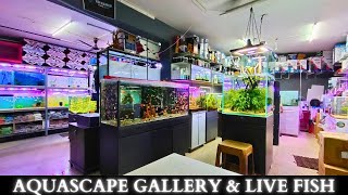 Unveiling the Veda Aquarium store Gallery \u0026 Live fish room