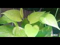 pothos guide golden hawaiian neon global green shangri la sleeping pothos