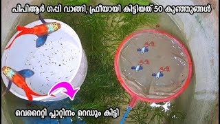 ഇതുവരെ കാണാത്ത പ്ലാറ്റിനം റെഡും പിപിആറിലെ ബ്രൂഡ് ഗപ്പിയും കിട്ടി  | PPR Guppy farm