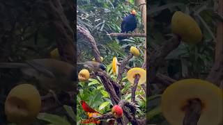 GREAT Collection, Softbills in Copenhagen ZOO Rainforest Aviary #birds #bird #zoo @CopenhagenZooTV