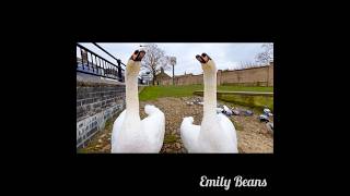 Couple’s timing lesson  夫婦の息合わせ練習  #muteswan #couple #白鳥 #コブハクチョウ