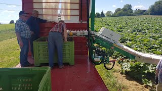 Harvesting Aids for Rhubarb