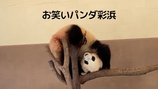 もはやネタ😂彩浜のアピールがお笑いに走りがちw🐼アドベンチャーワールド パンダ  giantpanda