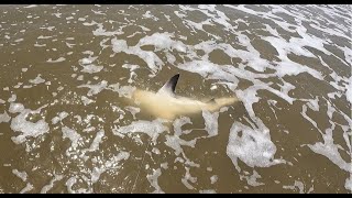 Foul Hooked Something BIG While Surf Fishing