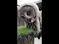 great grey owls eyesight is amazing 👀 shorts eyes owl amazing