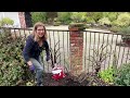 how to prune roses