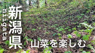 【新潟県】山菜採りと道の駅・絶品お蕎麦を食べて群馬・永井食堂などぐるっと巡り✨