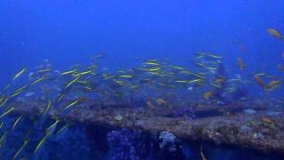 湧いて出るタカベ　初島にて