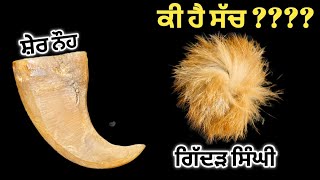 ਗਿੱਦੜ ਸਿੰਘੀ ਦਾ ਸੱਚ | ਗਿੱਦੜ ਸਿੰਘੀ ਕੀ ਹੈ | Truth of Gidarsinghi | what is Gidarsinghi | Lion Nail