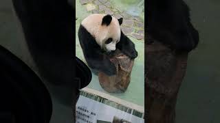 圓寶：手手放桌子旁 避免點心滾下去 #動物 #可愛 #panda #cute #貓熊