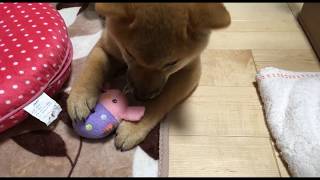 【柴犬】新しいおもちゃで遊ぶ