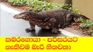 කබරගොයා - පරිසරයට නැතුවම බැරි හිතවතා