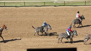 Zebra racing 2018