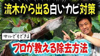 【徹底解説】流木のカビを超簡単に予防＆除去テクニック！〜アクアリウムin地球88