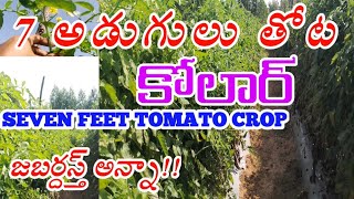 KOLAR#7FEET TOMATO NEW CROP#7అడుగుల టొమాటో కొత్త పంట