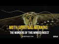 moth spiritual meaning the wonders of this winged insect