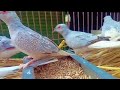 ডায়মন্ড ঘুঘু পাখির দাম মাত্র ৫০০ টাকা diamon dove bird price in bangladesh