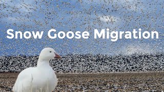 THOUSANDS of SNOW GEESE!