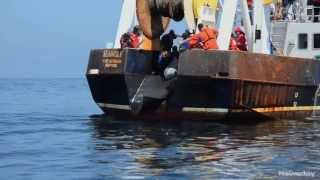 Rehabilitated dolphin released