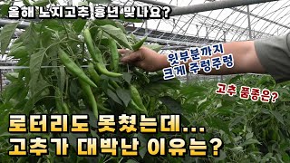 로터리도 못쳤는데.. 고추가 대박난 이유는?