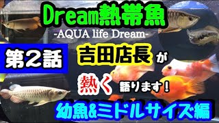 Dream熱帯魚屋さん　第２話　アロワナ飼育のワンポイントアドバイス！