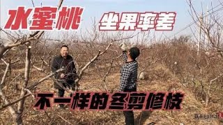 坐果率差的水蜜桃如何冬剪？没经验来年就没产量，看技术员咋修剪